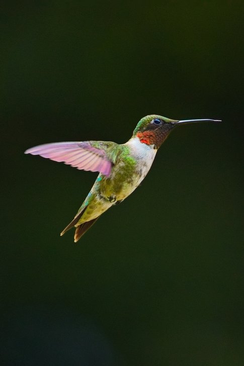 A male hummingbird captured mid-flight against a dark green, blurred background. It features iridescent emerald-green plumage on its head, back, and tail, a white or cream-colored throat and chest, and a striking vibrant red-orange gorget (throat patch). The bird has a long, slender, needle-like beak and a large dark eye. Its wings are outstretched and appear pinkish with a soft blur, suggesting rapid motion as it hovers.